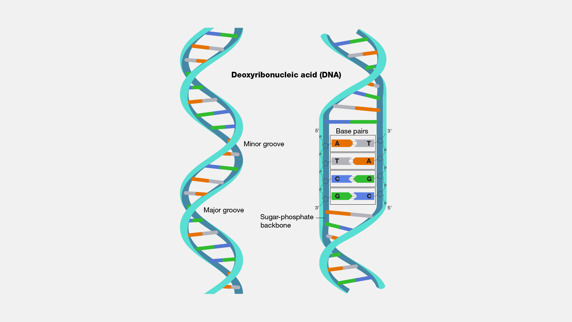 DNA Protection