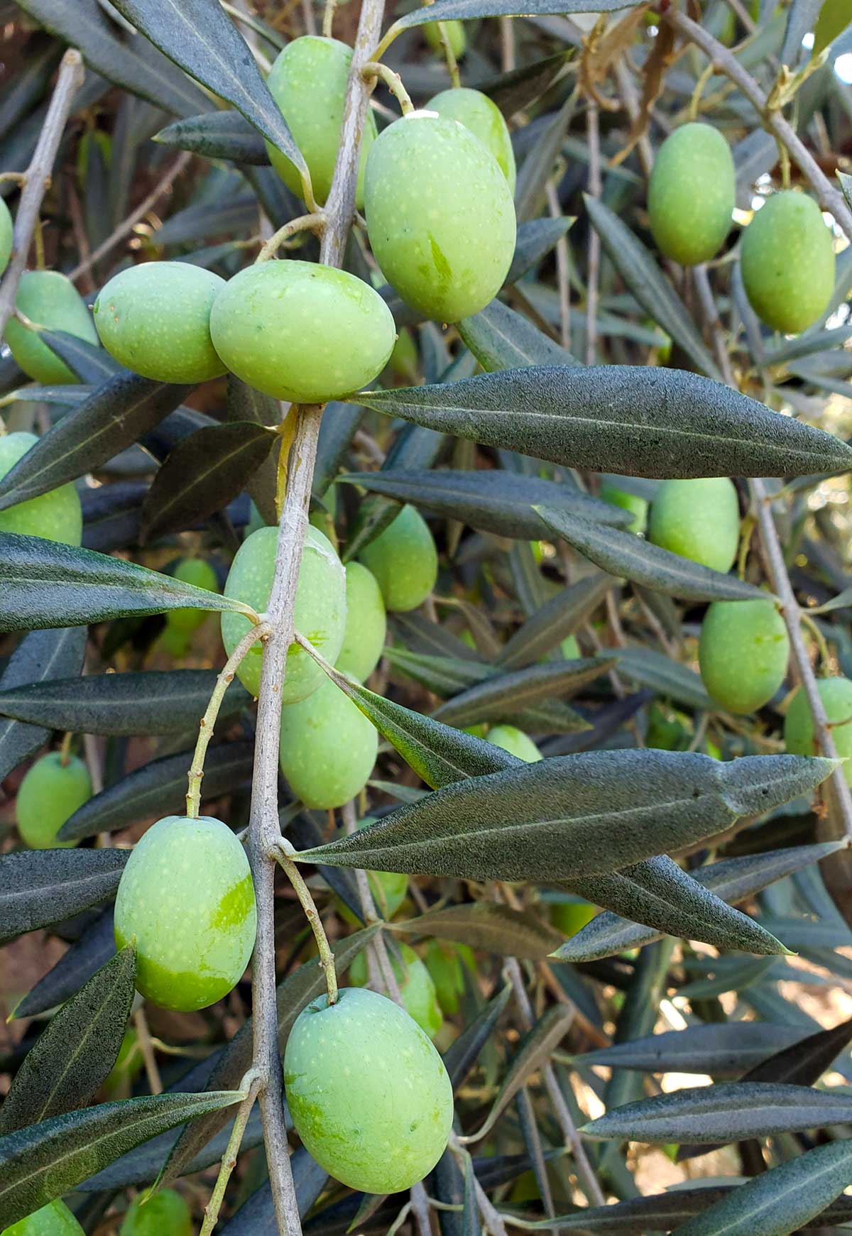 Strong Anti-inflammatory