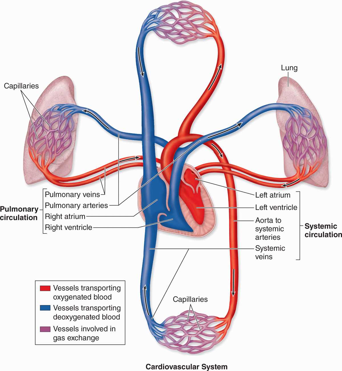 Vascular Function